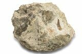 Fossil Polycotylid Plesiosaur (Thililua?) Tooth On Ammonite #252341-1